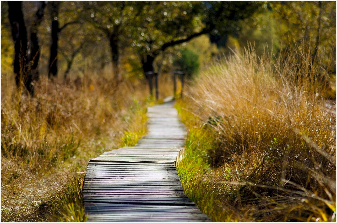 wooden track, path, trail, wooden bridge, grass, swamp, nature, spring, summer, wooden planks, plank road, boards, nature reserve, meadow, high moor, boardwalk, forest, wood, forest path, hiking, transition, walk, atmosphere, landscape, path, path, path, trail, swamp, spring, spring, spring, hiking, hiking, hiking, hiking, hiking, transition, transition, walk, walk