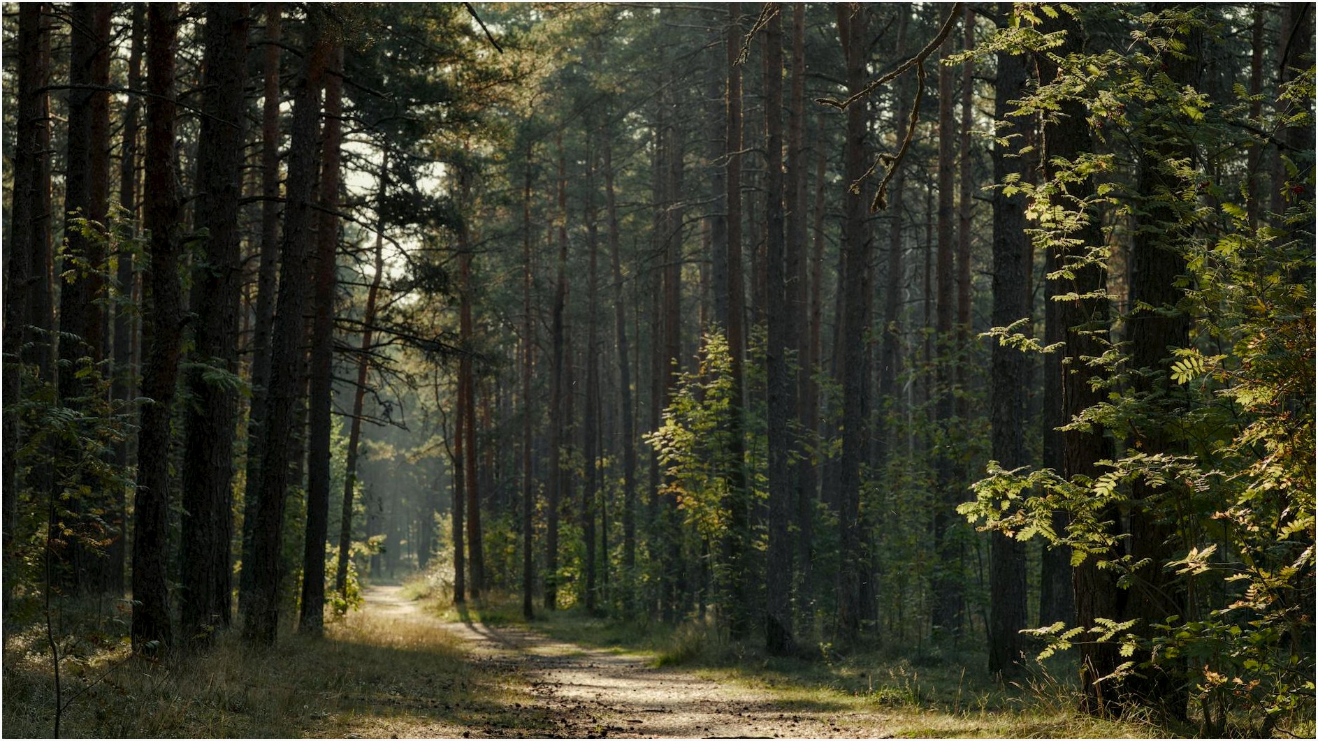 A serene sunlit path weaving through a lush, tranquil forest, perfect for nature lovers.