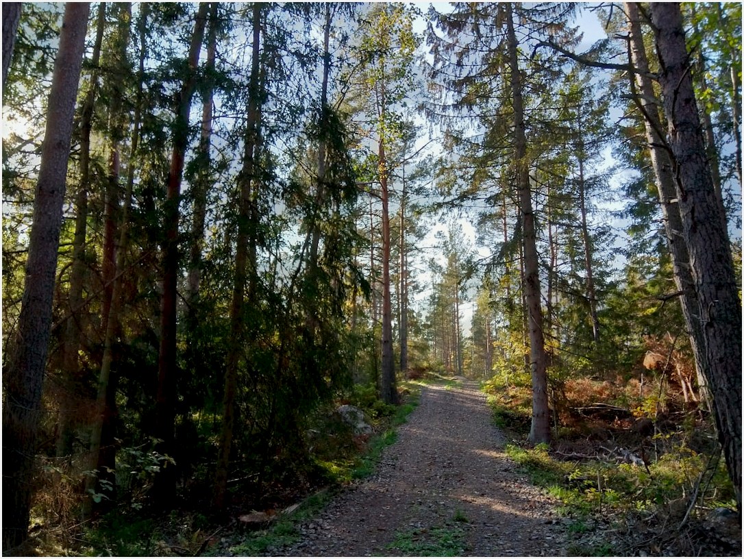 A dirt path winds through a sunlit pine forest.