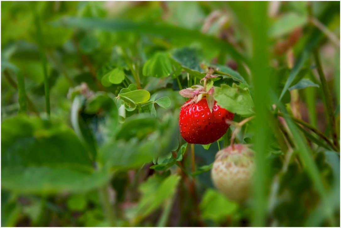 Ripe strawberry on a green plant.