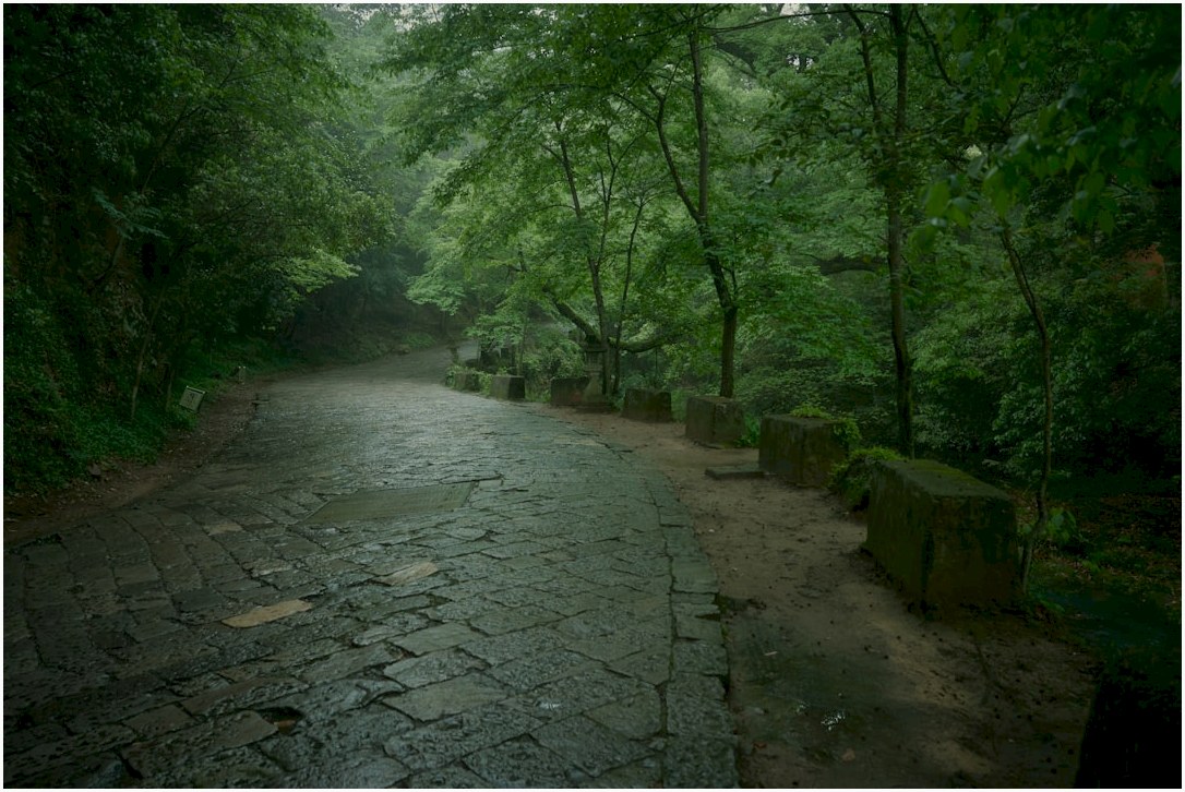 A wet, stone road through a misty, green forest.