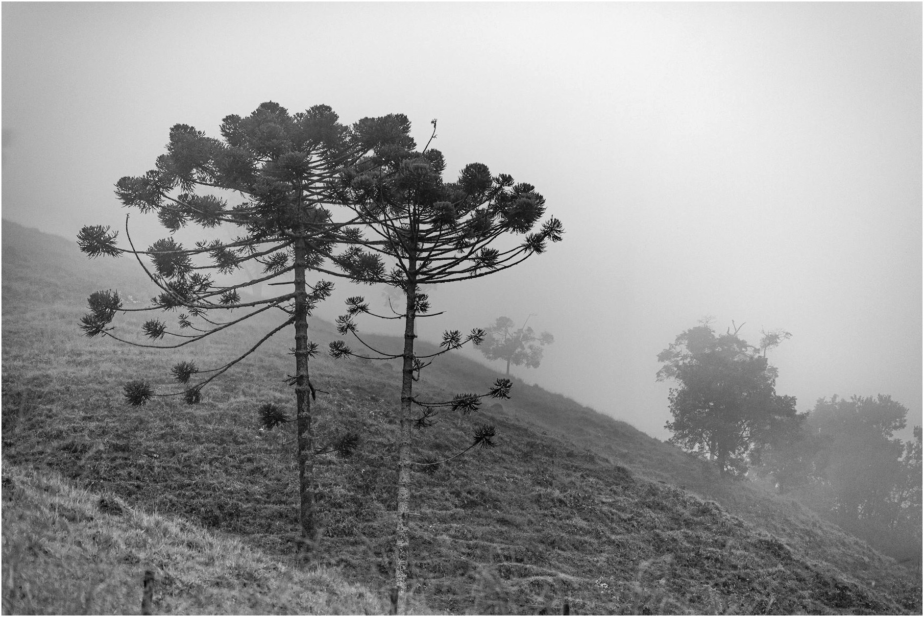 Black and white image of misty hills with distinctive Araucaria trees, perfect for serene scenes.